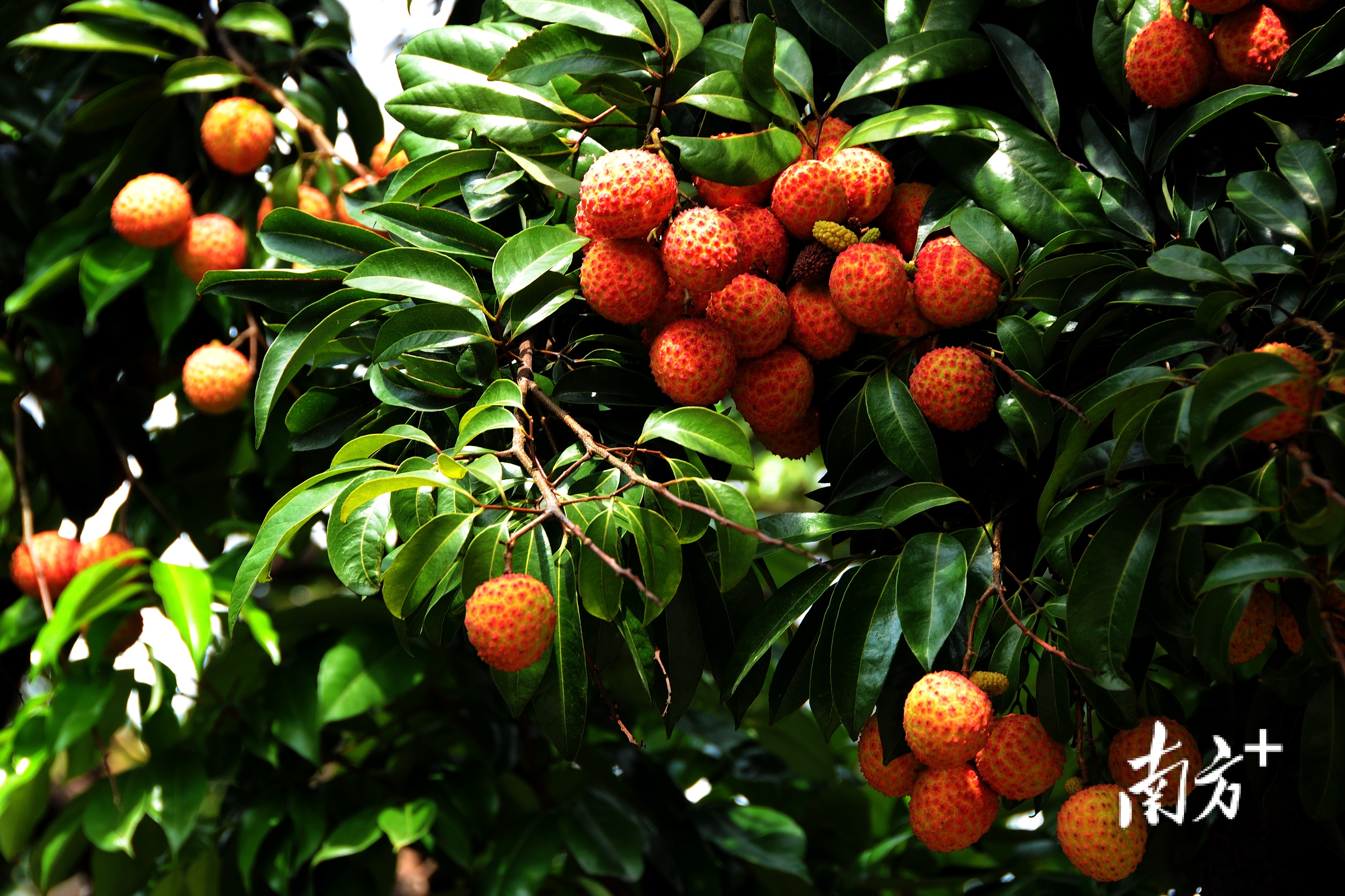 沙角A电厂厂区内花草茂盛、硕果累累