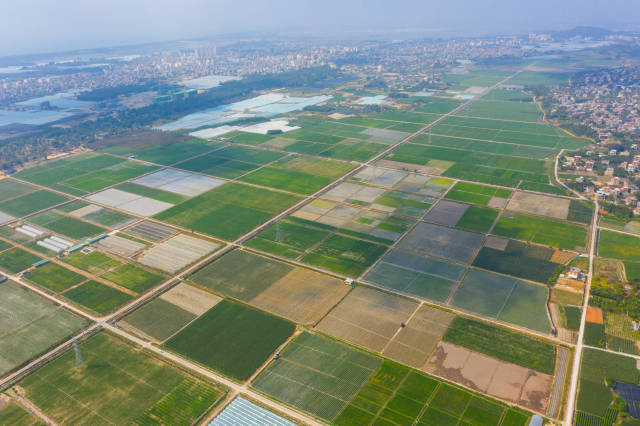 海南南繁基地  南方农村报 柯学潜 拍摄