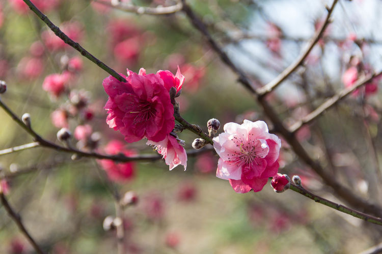 双色桃花。