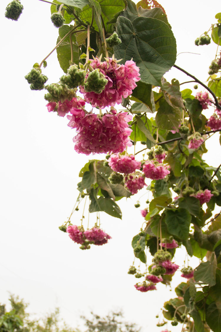 非洲芙蓉。