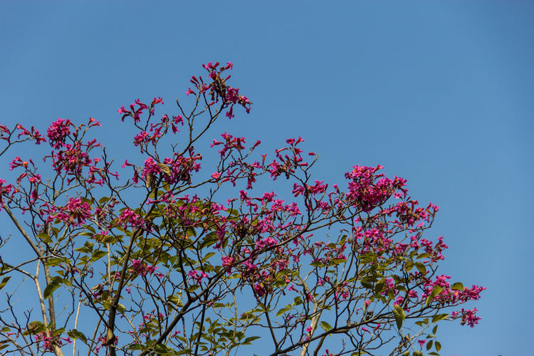 紫花风铃木。