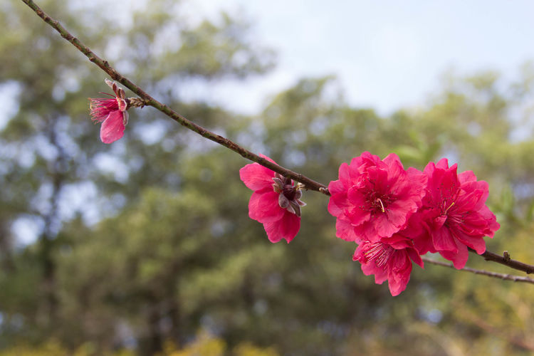 红色桃花。