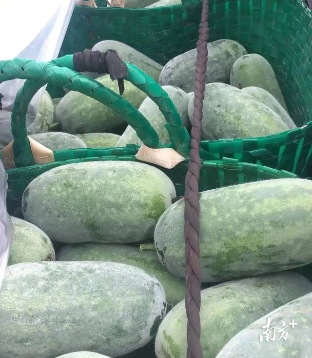不负好春光！立足优质品种走稳丰收第一步