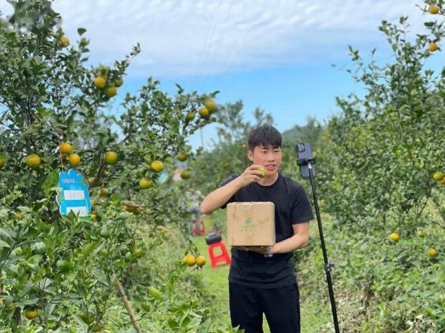 贡柑开摘节当天，贡柑林变“直播林”