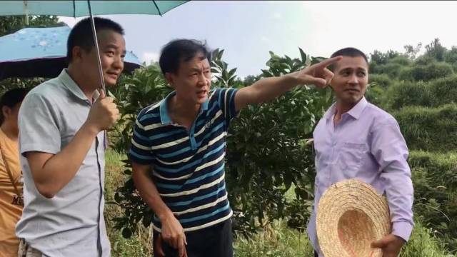 陈朴（右二）在果园查看 