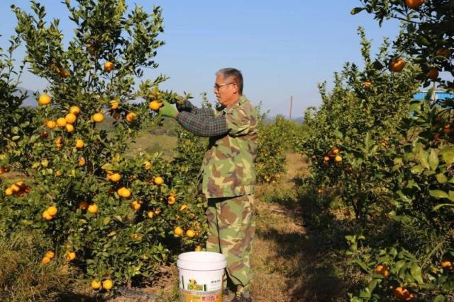 初代种柑人李德清  