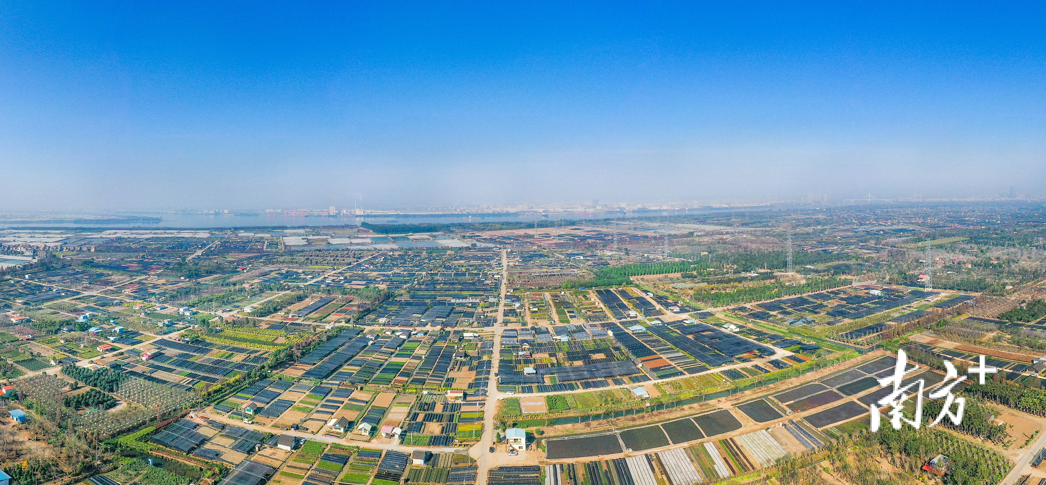 图为横栏镇五沙村花木种植基地. 南方  叶志文 拍摄