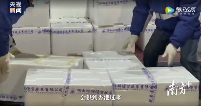 揭西供港蔬菜保障香港居民菜篮子