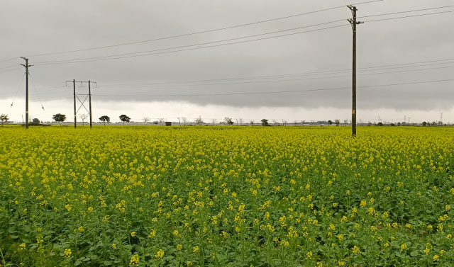 梅田村500亩油菜花海