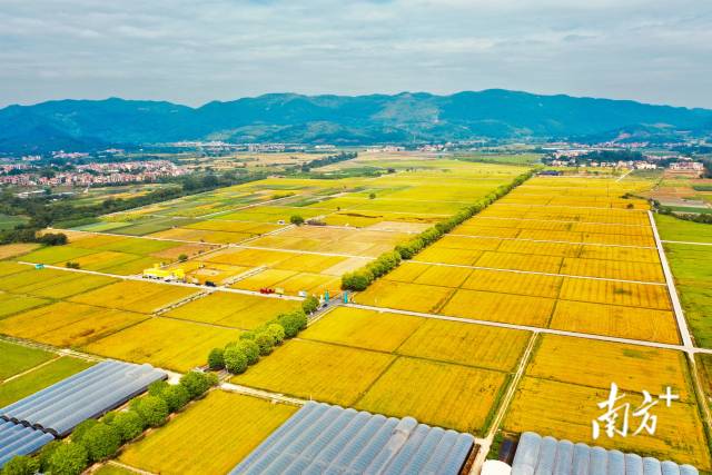 增城区丝苗米省级现代农业产业园迎来丰收。