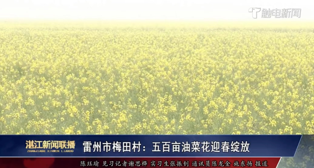雷州油菜花田引起媒体关注报道