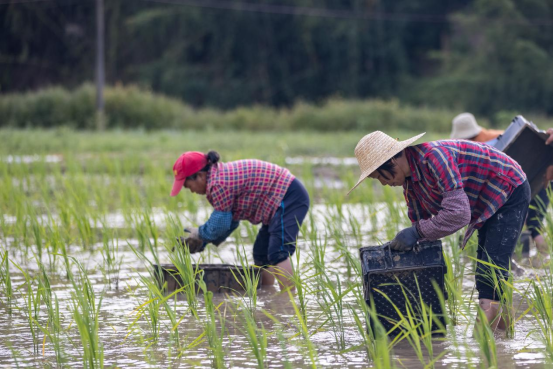 禾虫与水稻的共生关系让稻田的经济效益得以提升