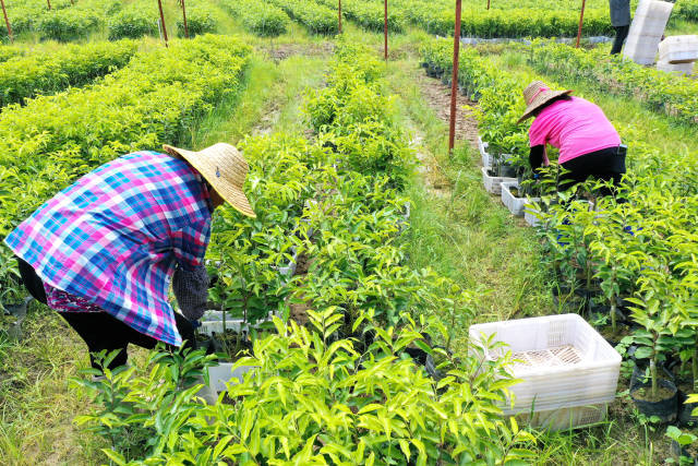 电白沉香树要“种”出百亿大产业|电白香 飘天下③