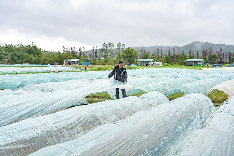 高要区绿行蔬菜种植合作社的农户冒着冷雨，铺设塑料薄膜。严炯明 摄