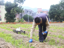 “山珍”请进山村，电白那霍镇试种红松茸首迎采摘季