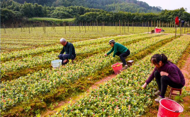 南方农村报 郑建斯 拍摄