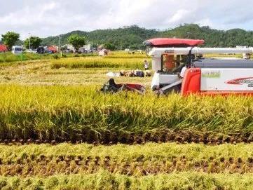 胡靖：粮食主销区应该承担更大责任 | 专家解读一号文