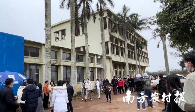 “参谋团”来看鲜切菠萝
