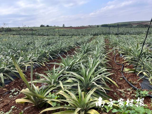 “1223”模式种植下的菠萝。  