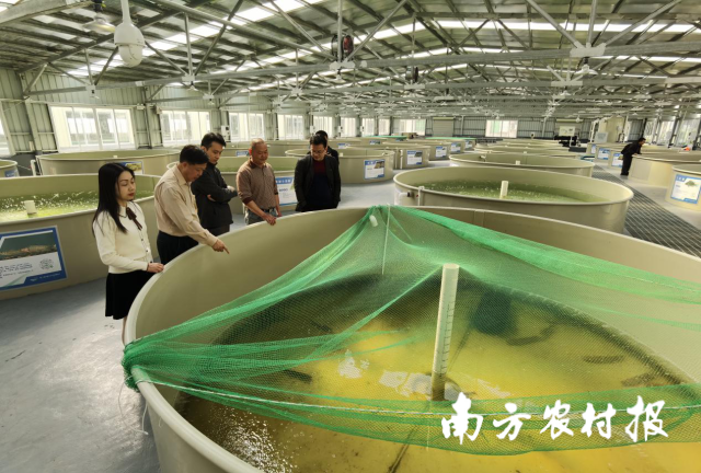 0  南方农村报 高汇丰 拍摄