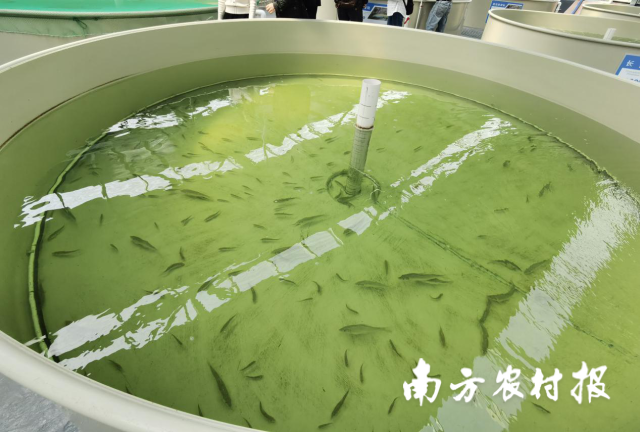 02  南方农村报 高汇丰 拍摄