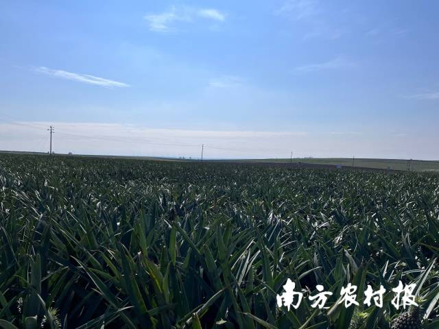 友好农场十二队500亩菠萝茁壮成长。 
