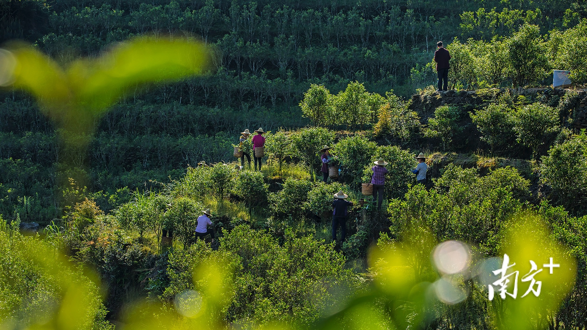 茶旅融合方兴未艾。