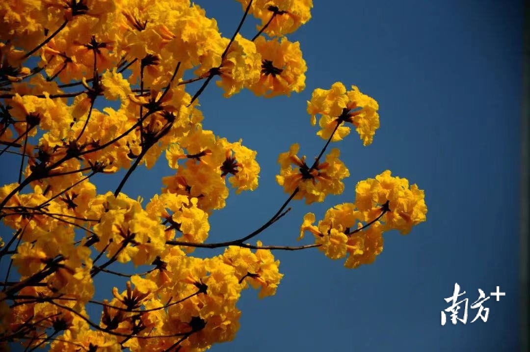 在茂名市民公园，一簇簇金黄美丽的风铃花挂满枝头。