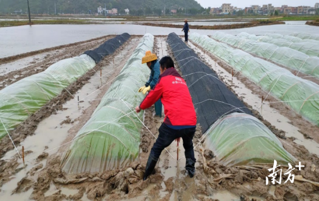 人保財險江門市分公司工作人員在幫助農(nóng)戶檢查受損情況,。