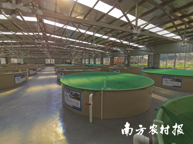 01  南方农村报 高汇丰 拍摄