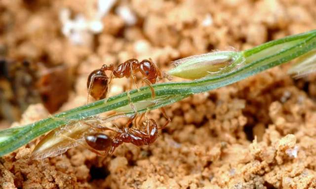 红火蚁。