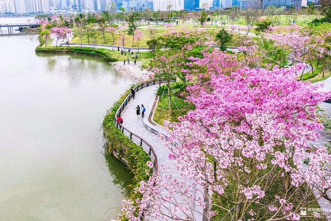 深圳的春天来了这份二月赏花地图请收好