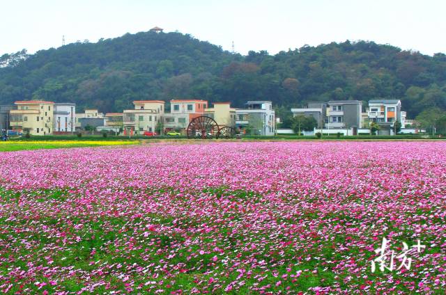 2月24日,春天来了,珠海市斗门区上洲村,一望无垠的格桑花竞相绽放