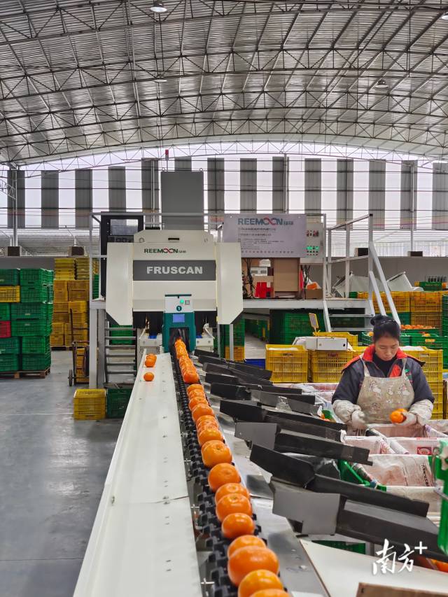 千里山引进绿萌水果分选线，用于分选柑橘。 受访者供图