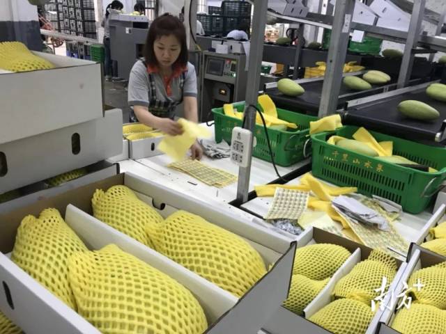 以前主要依靠人工分选芒果  受访者供图