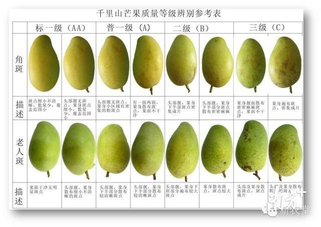 把单品做到极致他如何将芒果年销过亿元