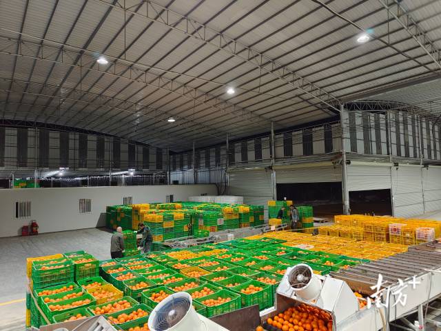 分选好的柑橘即将进入冷库贮藏。  受访者供图