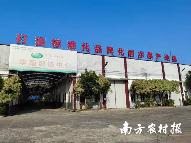 做标准化品牌化的水果产业链  南方农村报 林晓岚 拍摄