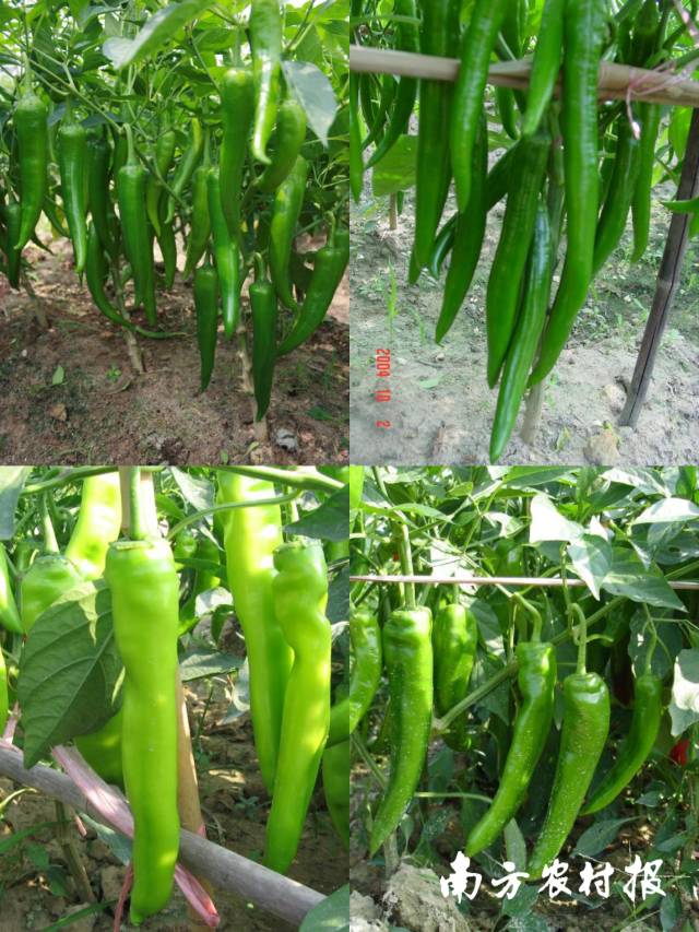 课题组培育优秀辣椒品种。从上到下，从左到右分别是“粤研1号”、“粤红1号”、“粤椒90”以及“金田1号”&nbsp;