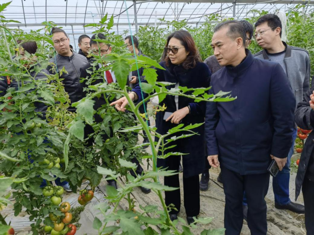 调研蔬菜基地现场。受访者供图