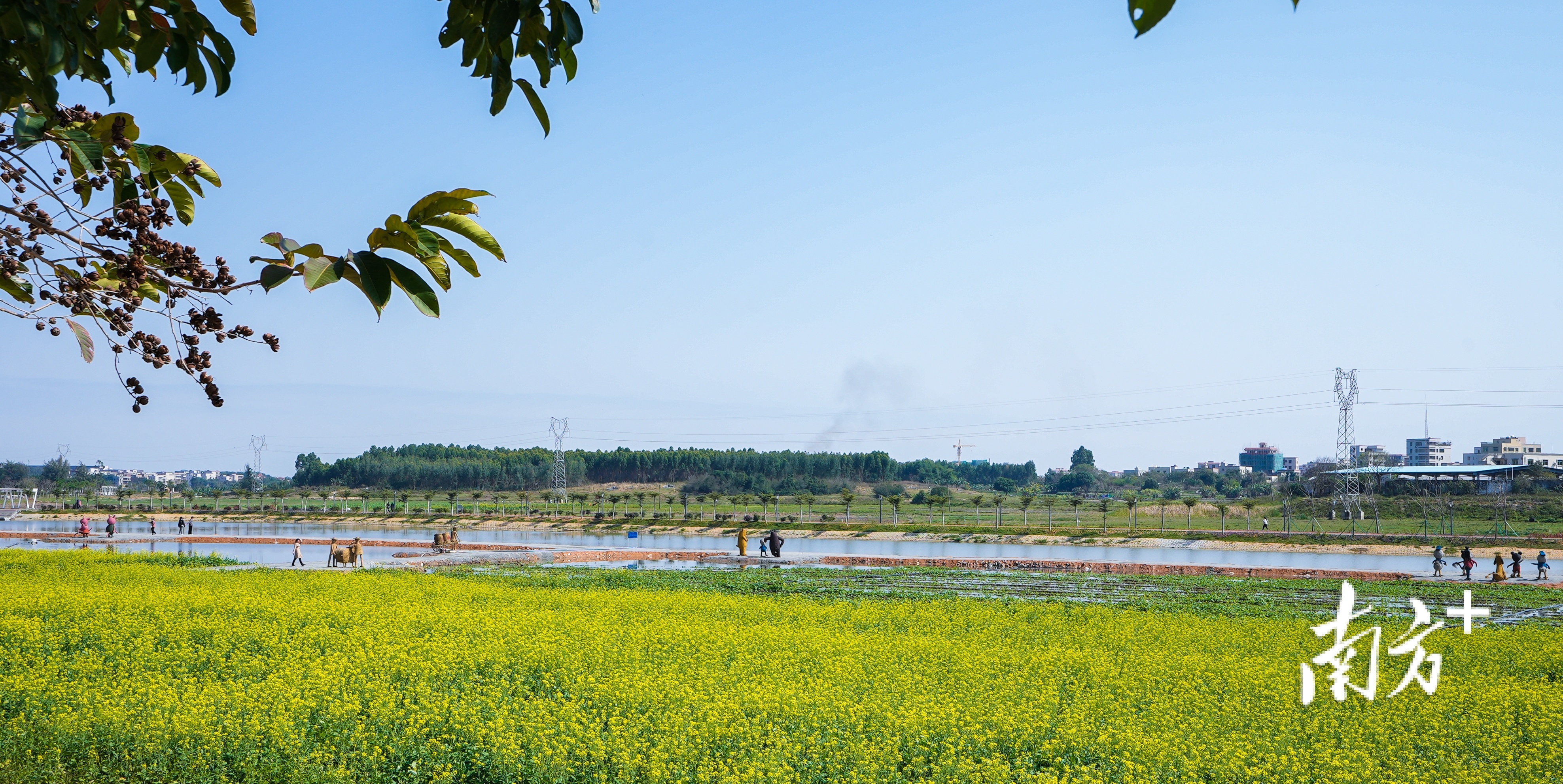  湛江市坡头区南调河畔油菜花恣意绽放。