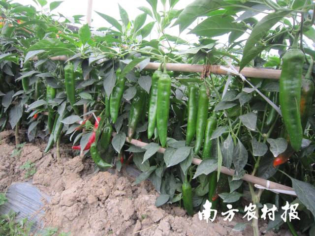 汇丰二号辣椒田间表现&nbsp;