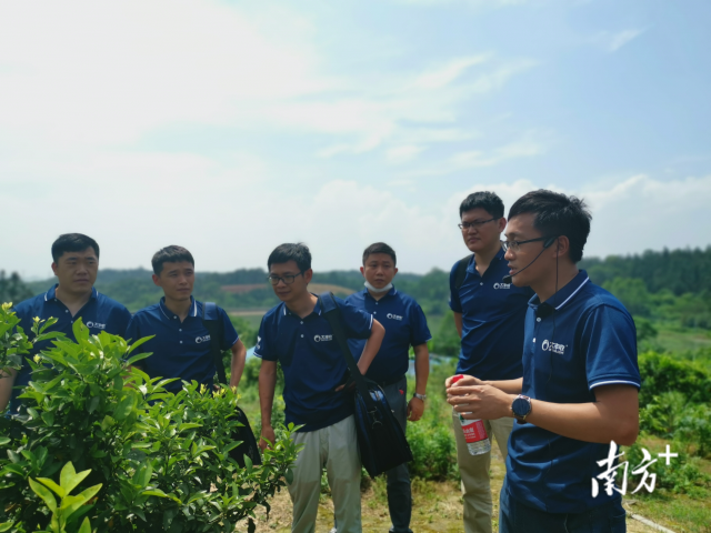 大丰收农技老师到田间地头讲解柑橘种植技术