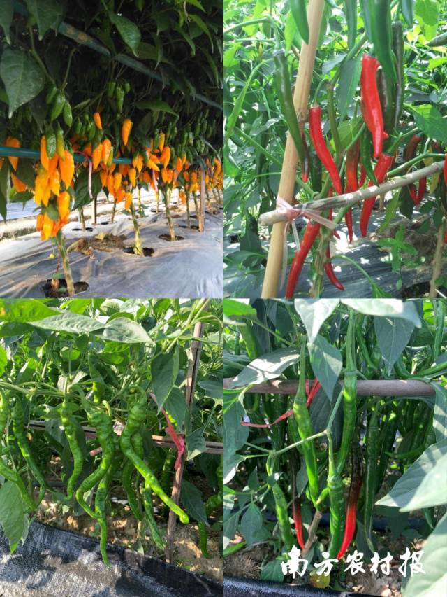 课题组培育优秀辣椒品种。从上到下，从左到右分别是“霸王椒”、“粤红3号”、“粤螺1号”以及“粤线1号”&nbsp;