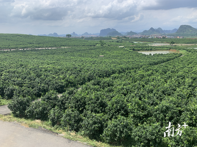 规模化种植的柑橘果园