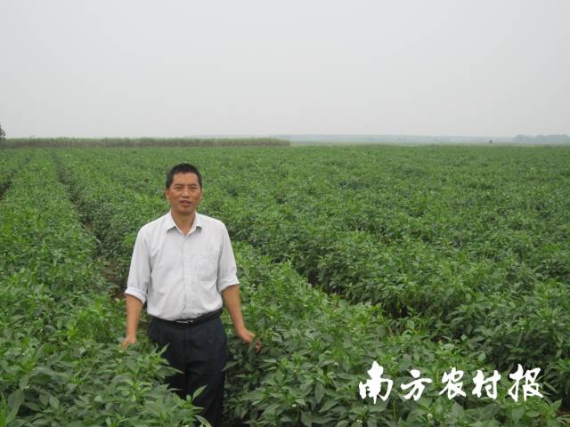 汇丰二号品种选育人王恒明研究员&nbsp;