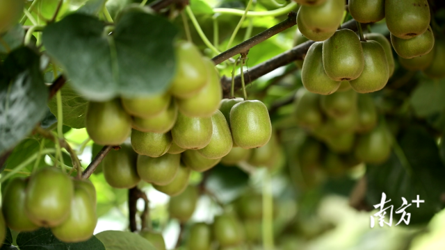李枝辉家种植的猕猴桃