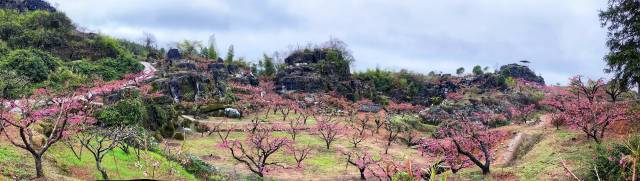 连平桃花基地。南方农村报 吴秒衡 拍摄