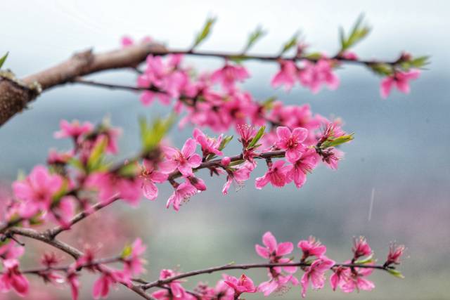 桃花朵朵盛开。南方农村报 吴秒衡 拍摄