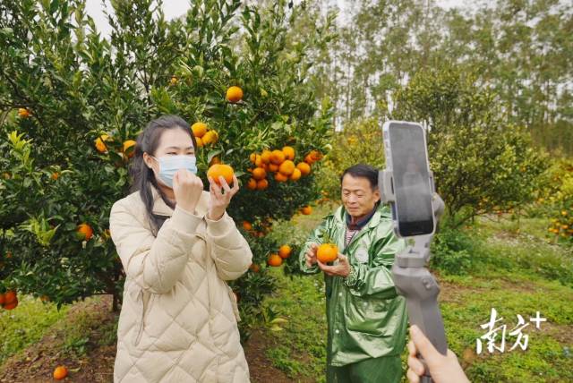 2月7日助农直播现场，镜头前陈慧推介柑桔，镜头后老邹忙着采果。  南方农村报 谭家富 拍摄